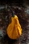 Happy Thanksgiving Background. Close up of a little decorative pumpkin, gourd, on rustic metal background.