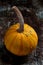 Happy Thanksgiving Background. Close up of a little decorative pumpkin, gourd, on rustic metal background. Autumn Harvest.