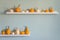 Happy Thanksgiving Background. Selection of various pumpkins on white shelf against pastel turquoise colored wall. Pumpkins.