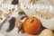 Happy thanksgiving text on cute kitten playing with pumpkin, autumn leaves on white wood. Seasonal greeting card, handwritten sign