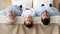 Happy three generation family lying upside down on bed, portrait