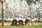 Happy three little friends laying on the grass in the park. american african children playing toy in park.