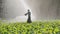 Happy and tired farmer raises his hands up during irrigation of plantation.