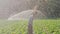 Happy and tired farmer raises his hands up during irrigation of plantation.