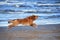 happy toller retriever dog running fast on the beach