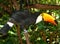 Happy toucan from the Birds Park, Foz do Iguazu