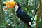Happy toucan from the Birds Park, Foz do Iguazu.