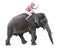 Happy tourist rides on an elephant