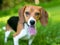 A happy tricolor Beagle puppy with big brown eyes