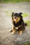 Happy tricolor dog sits in a summer road with his tongue hanging out