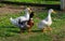 Happy trio of ducks