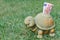 Happy Turtle Piggy Bank with Ten Euro Banknote