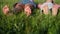 Happy two kids bare foot together in grass outdoor