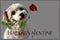 Happy valentine. Havanese puppy with rose in his snout