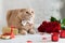 Happy Valentine`s Day greeting card, poster. Cute cat with tie bow sitting near romantic presents and red roses bouquet. Romantic