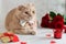 Happy Valentine`s Day greeting card, poster. Cute cat with tie bow sitting near romantic presents and red roses bouquet. Romantic