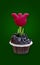 Happy Valentine`s Day Mother`s day or Love postcard, sweet greetings, home-baked cupcake with tulip isolated on green background