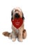 Happy valentines day, dog holding a heart in his snout
