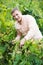 Happy vintner checking wine grape and leaves