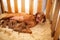 A happy Vizsla is a dog with young puppies lies in the sawdust and feed them