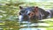 A Happy Water-Horse Swims in a Pond on a Sunny Day in Summer in Slow Motion