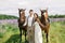 Happy wedding couple with horses