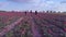 Happy weekend, drone view of family of three walking between rows of blooming tulips on background blue sky