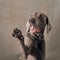 Happy weimaraner dog in a collar gives paw