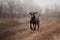 Happy weimaraner dog running outdoors in autumn