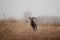 Happy weimaraner dog running outdoors in autumn