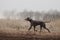 Happy weimaraner dog walking outdoors in autumn