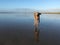 Happy Weimaraner running through the beach surrounded by the sea under the sunlight at daytime