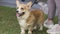 Happy Welsh Corgi dog staying on the grass with young woman. Human and pet theme