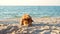 Happy welsh corgi fluffy dog pet playing on a sandy beach