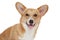 Happy Welsh corgi Pembroke close-up portrait