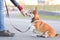 Happy welsh corgi pembroke dog portait giving a paw and on a leash during a walk in the city center, focused on the owner