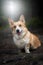 A happy Welsh Corgi Pembroke dog sits in the woods during the gloomy fall weather