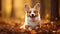 Happy Welsh Corgi puppy runs through the autumn grass and foliage in the park at sunset