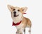 happy welsh corgi wearing a red bandana