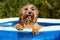 Happy wet havanese dog relies in an inflatable pool