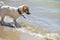 Happy wet jack russell terrier catching fish in the sea, horizontal format