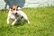 Happy wet jack russell terrier playing with grass on a summer sunny day on the lawn, gardening, horizontal