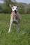 Happy whippet