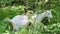 Happy White Goat eats a hazelnut tree in the woods