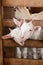 Happy white goat kids playing in a wooden stall