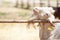 Happy white goat relaxing while leaning on the wood handrail, cute and humor, a local farming in Chiang Mai, Thailand