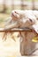 Happy white goat relaxing while leaning on the wood handrail, cute and humor, a local farming in Chiang Mai, Thailand