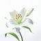 Happy White Lily On Pristine Geometry Background