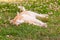 Happy white and orange cat asleep in white clover