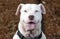 Happy white Pitbull dog with panting tongue